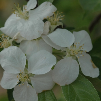 Malus domestica 'Honeycrisp' (029512)