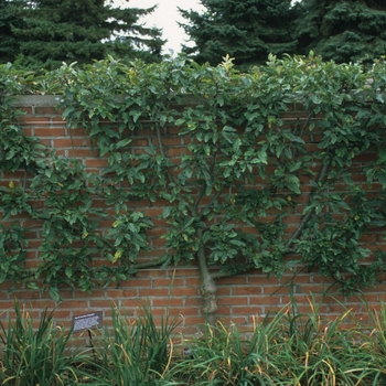 Malus pumila 'Royal Gala' (029516)