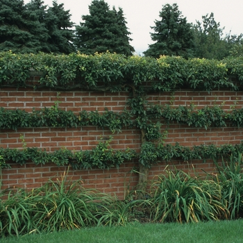 Malus pumila 'Royal Gala' (029517)