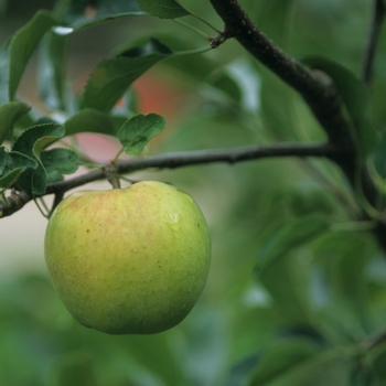 Malus domestica '' (029521)