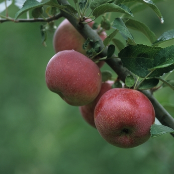 Malus domestica '' (029524)