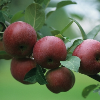 Malus domestica '' (029525)