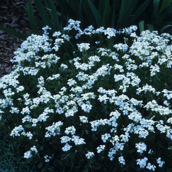 Arabis caucasica '' (029534)