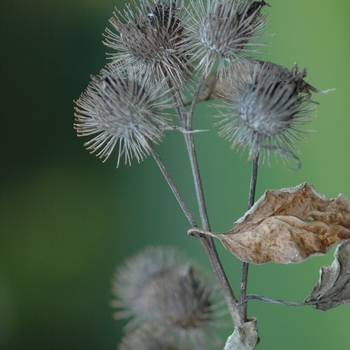 Arctium minus '' (029538)