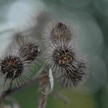 Arctium minus '' (029539)