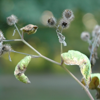 Arctium minus '' (029540)