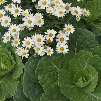 Argyranthemum frutescens Cobbitty Daisy® 'Sugar Baby™' (029543)