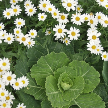 Argyranthemum frutescens Cobbitty Daisy® 'Sugar Baby™' (029544)