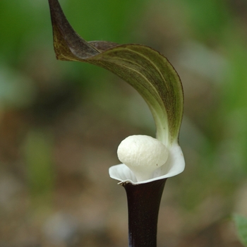 Arisaema sikokianum '' (029548)