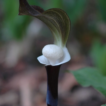 Arisaema sikokianum '' (029549)