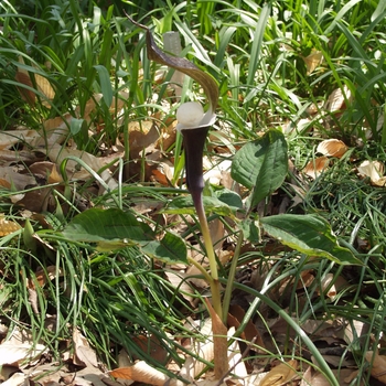 Arisaema sikokianum '' (029550)