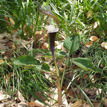 Arisaema sikokianum '' (029551)