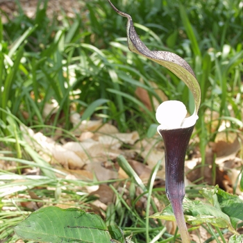 Arisaema sikokianum '' (029552)