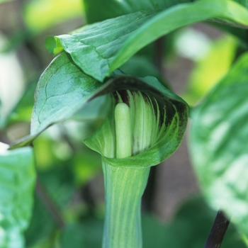 Arisaema triphyllum '' (029553)