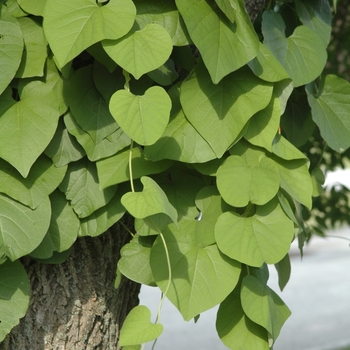 Aristolochia manshuriensis '' (029555)