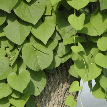 Aristolochia manshuriensis '' (029556)