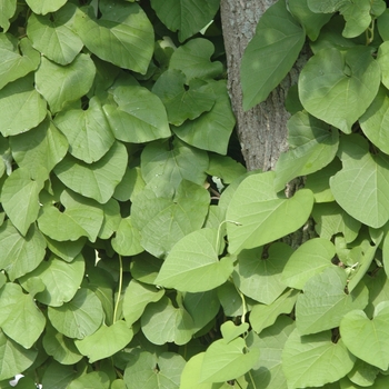 Aristolochia manshuriensis '' (029557)