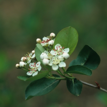 Aronia melanocarpa var elata '' (029582)