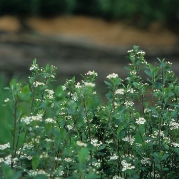 Aronia melanocarpa var elata '' (029584)