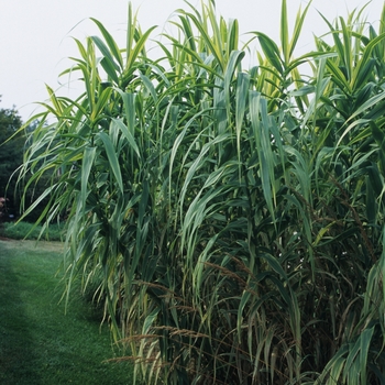 Arundo donax 'Variegata' (029594)