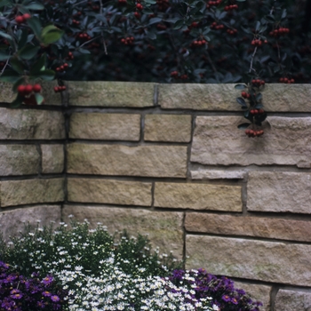 Aster pringlei 'Monte Casino' (029612)