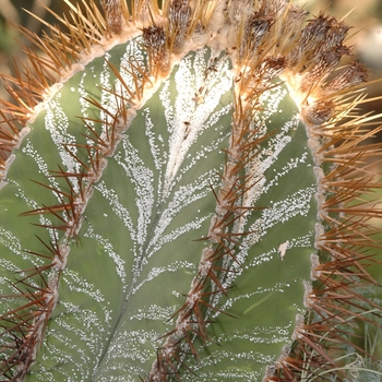 Astrophytum ornatum '' (029646)