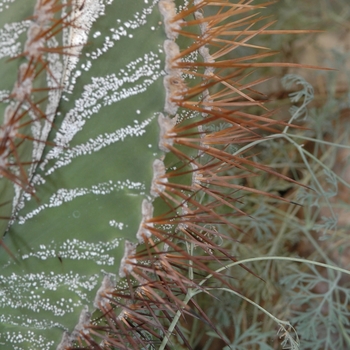 Astrophytum ornatum '' (029647)