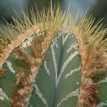 Astrophytum ornatum mirbellii '' (029649)