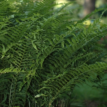 Athyrium pycnocarpon '' (029679)