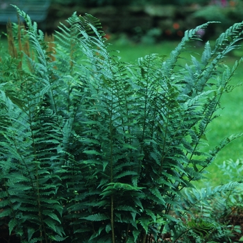 Athyrium thelypteroides '' (029681)