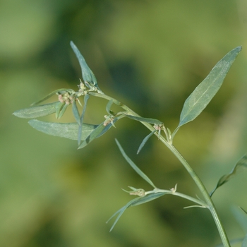 Atriplex patula '' (029683)