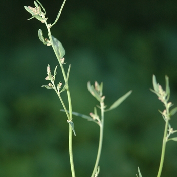 Atriplex patula '' (029684)