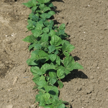 Phaseolus vulgaris 'Blue Lagoon' (029697)