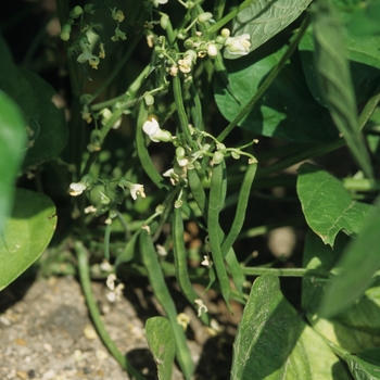 Phaseolus vulgaris 'Blue Lagoon' (029699)