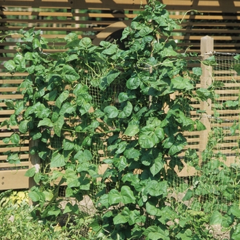 Phaseolus vulgaris 'Kentucky Blue' (029701)