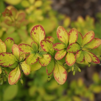 Berberis thunbergii 'Golden Carousel®' (029716)