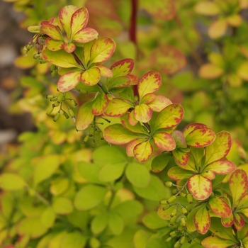 Berberis thunbergii 'Golden Carousel®' (029717)