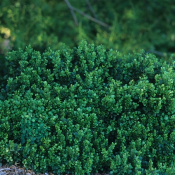 Berberis thunbergii 'Kobold' (029730)