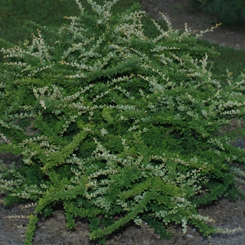 Berberis thunbergii 'Lime Glow' (029732)