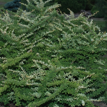 Berberis thunbergii 'Lime Glow' (029733)