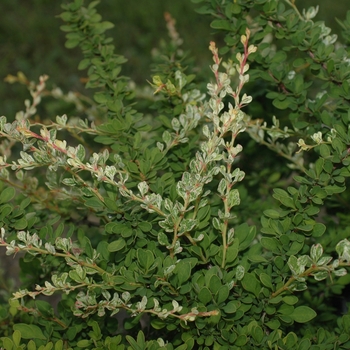 Berberis thunbergii 'Lime Glow' (029735)