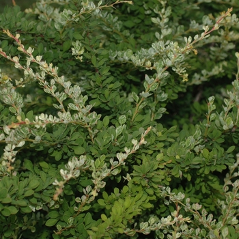 Berberis thunbergii 'Lime Glow' (029736)