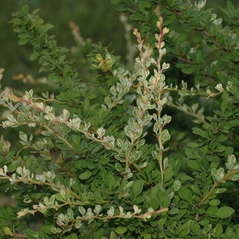 Berberis thunbergii 'Lime Glow' (029737)