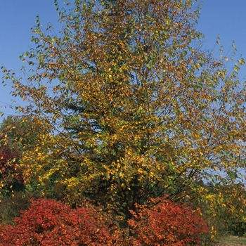 Betula lenta '' (029763)