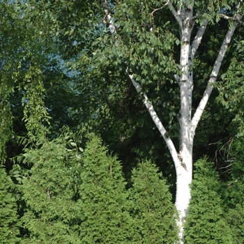 Betula maximowicziana '' (029767)