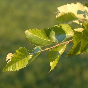 Betula nigra '' (029787)