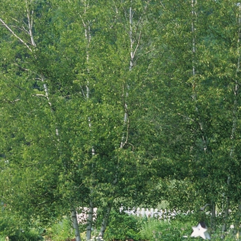 Betula populifolia 'Whitespire' (029793)