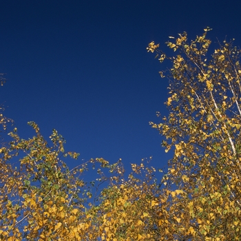 Betula populifolia 'Whitespire' (029796)