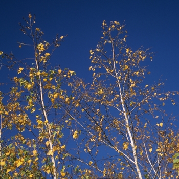 Betula populifolia 'Whitespire' (029797)