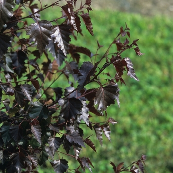 Betula 'Crimson Frost' (029806)